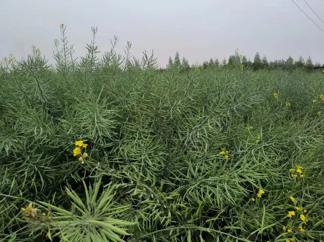 Rape has a high yield and harvest, and these four key management points need to be mastered!